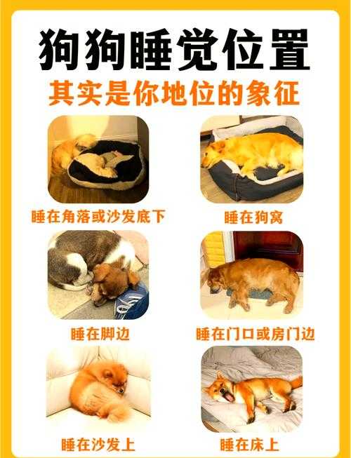 必看!第二章犬舍位置全公开!狗窝隐藏点一键速刷攻略
