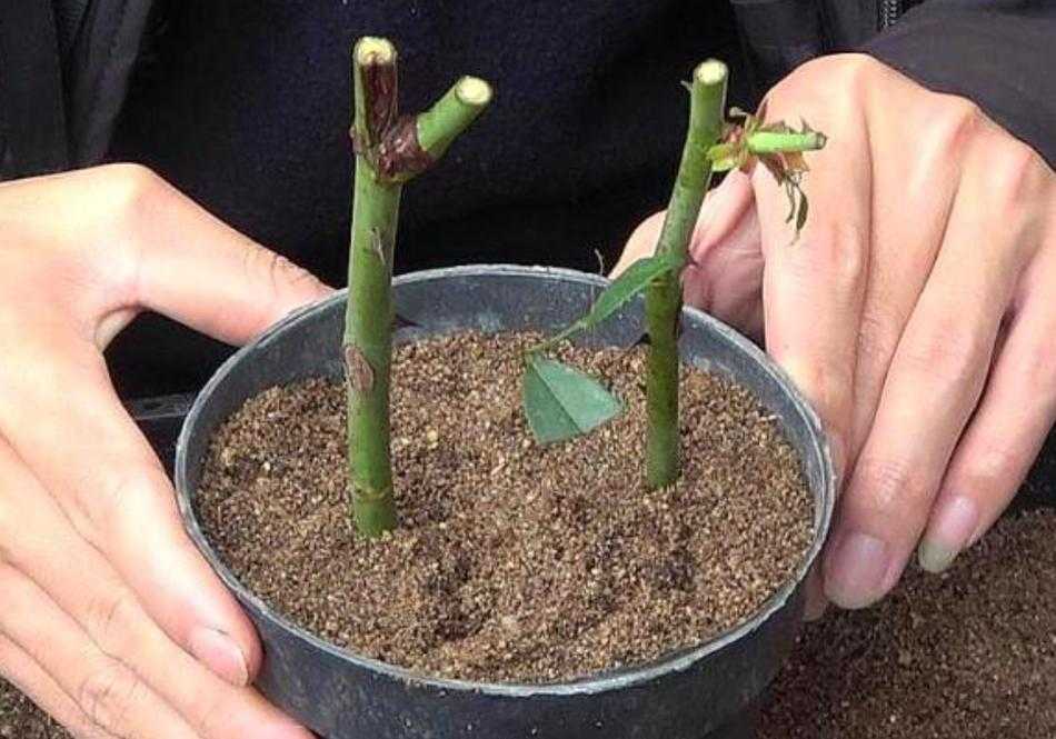 欧式72种扦插法的注意事项完成优化上线助力植物繁殖技术提升