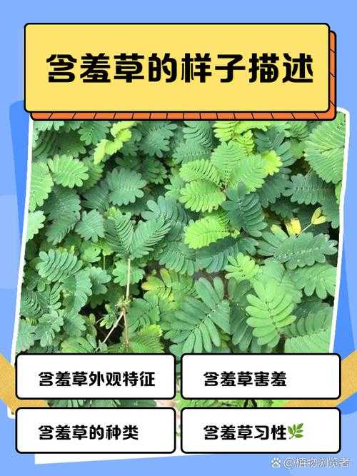 含羞草品种盘点：盘点含羞草四大品种