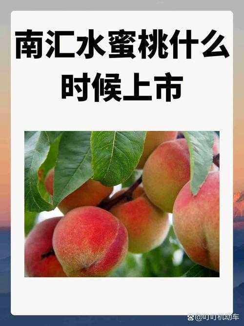 像是多汁的水蜜桃谁都想咬怎么唱探寻其独特韵律与美妙发声技巧