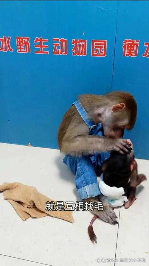两人生猴子全程无被子可以吗探讨繁衍行为中环境条件的必要性