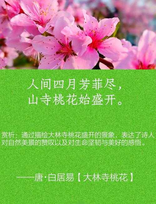 桃花流水芳草萋萋：繁花盛开，落英缤纷，感受春天的气息