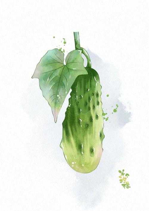黄瓜的视频画画的图片：探索黄瓜独特魅力在绘画创作中的生动呈现