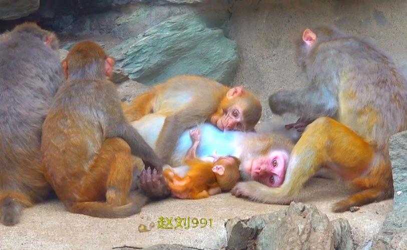 打牌生猴子视频大全教程：详细讲解打牌生猴子各类玩法技巧