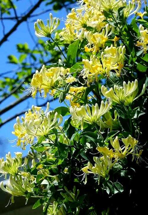 深入浅出 TXL 金银花笔趣：带你领略别样精彩