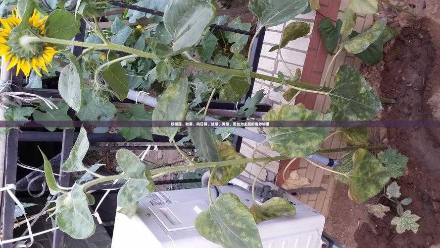 旧版草莓丝瓜向日葵黄瓜榴莲汅下载：精彩无限，不容错过