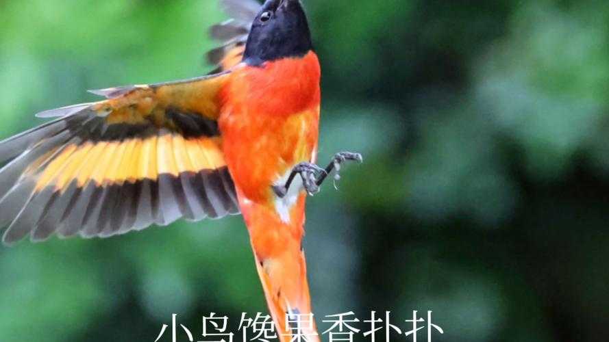 葫芦里面不卖药千片万片你需要：满足你全方位需求
